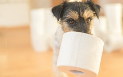 What Your Dog’s Bathroom Habits Can Tell You
